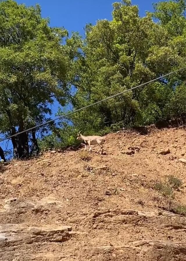 Erzincan ile Tunceli sınırında yer alan Munzur Dağlarında, nesli tükenme