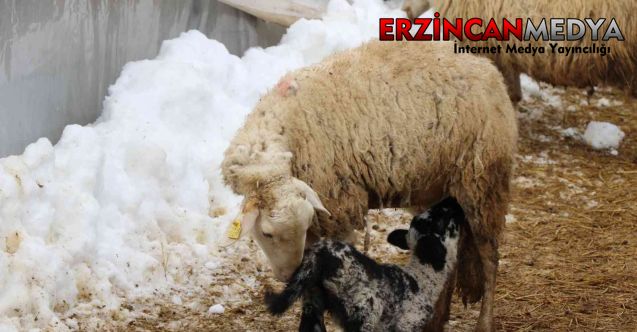 Erzincan’da üreticiler, kış aylarında yeni doğan kuzuların sağlıklı büyümesi için