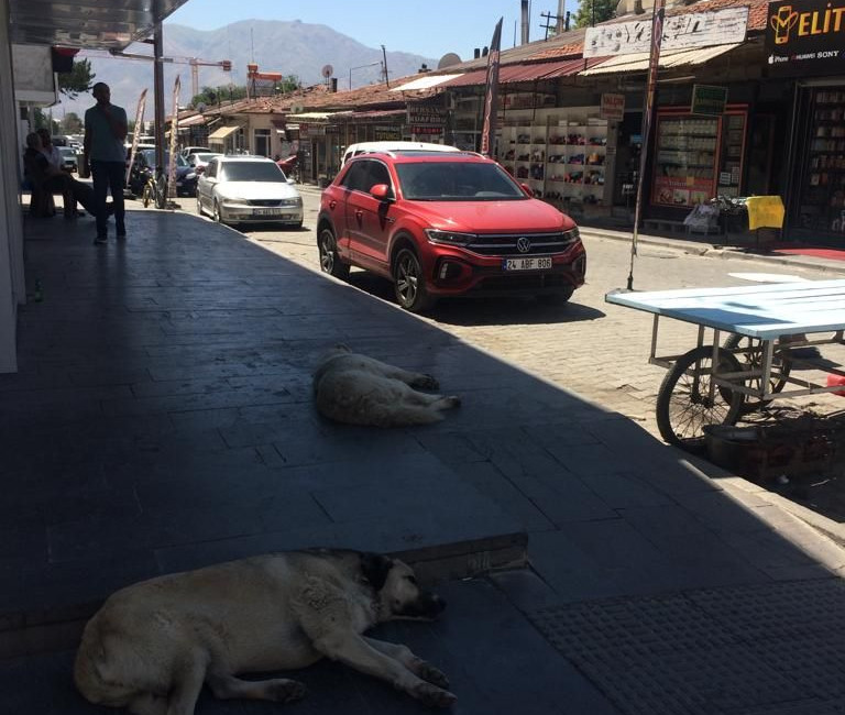 Erzincan sokaklarında yaşayan sokak