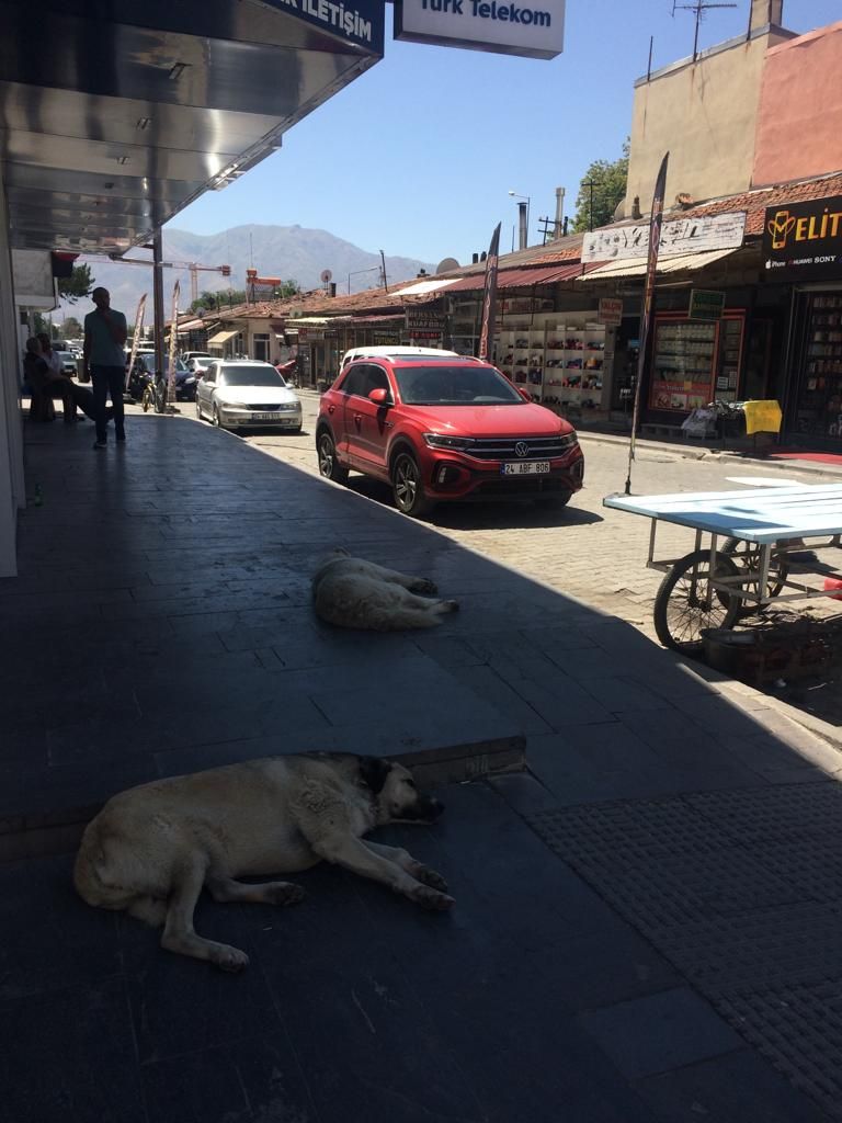 Sokak hayvanları sıcakta gölge arıyor