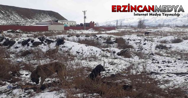 Kar ve soğuk havanın etkili olduğu Erzincan’da, yiyecek bulmakta güçlük