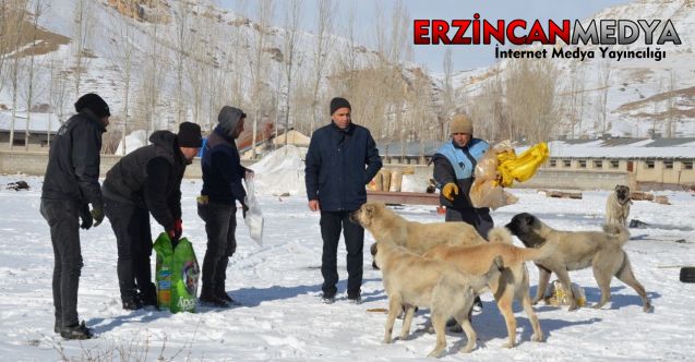 Tercan Belediyesi ilçe genelindeki ücra noktalara kış şartlarından dolayı yiyecek