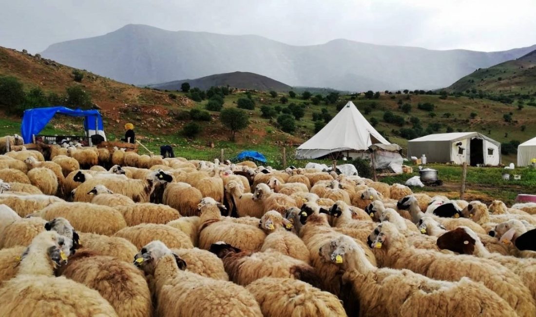 Güneydoğu illerinden Erzincan’a getirilerek tulum peyniri olarak satışa sunulan peynirler