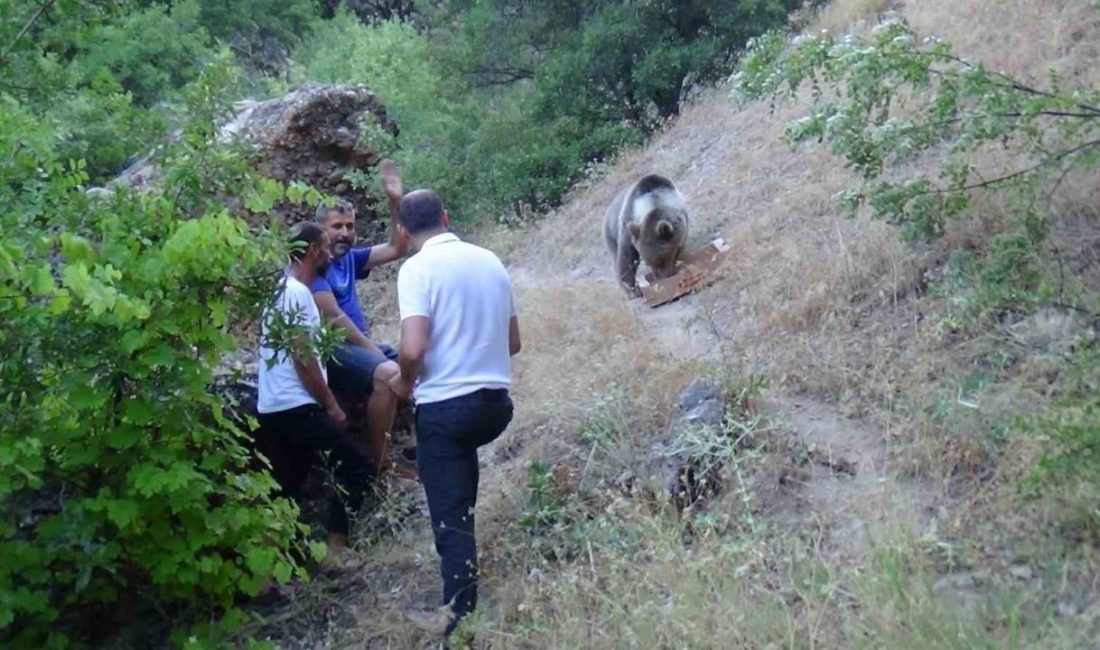 TUNCELİ’DE MUNZUR VADİSİ MİLLİ PARKI’NDA YER ALAN KAMP VE PİKNİK