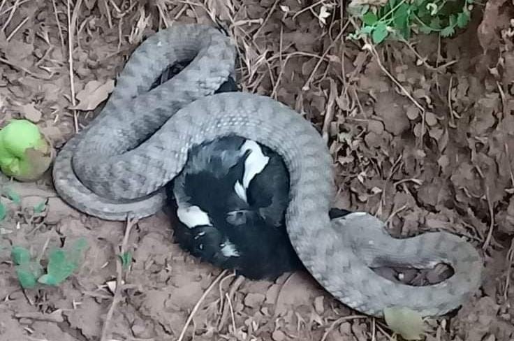 Türkiye’nin en zehirli yılanı, kargayı yerken görüntülendi