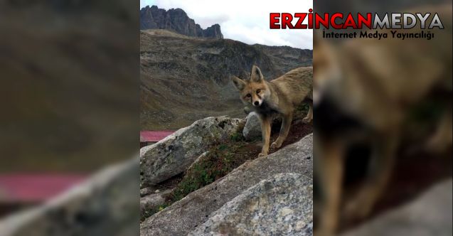 Erzincan’ın Çağlayan Beldesinde bir tilki vatandaşların kümeslerine dadanarak birçok tavuğu