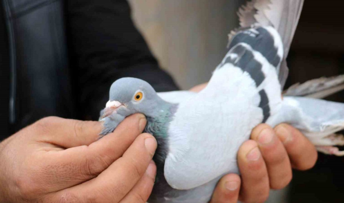 Erzincanlı kuş yetiştiricileri vazgeçemedikleri