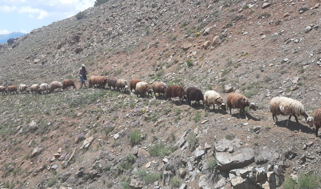 Erzincan’da yaylalarda yılın 5 ayını geçiren  köylüler ürettikleri ürünleri şehir