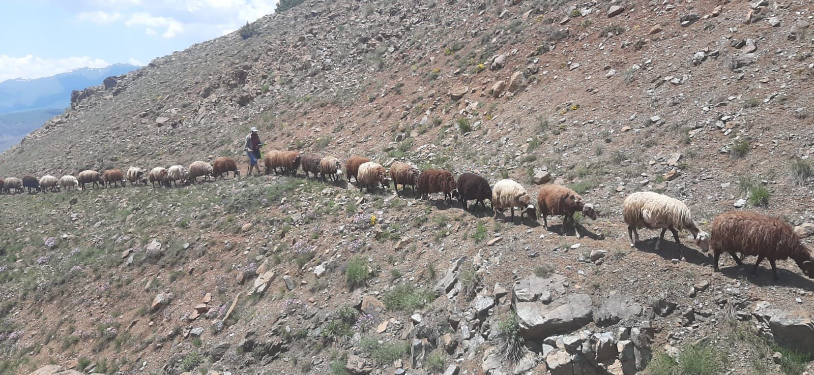 Erzincan’da yaylalarda yılın 5 ayını geçiren  köylüler ürettikleri ürünleri şehir