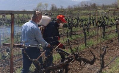 Erzincan İl Tarım ve Orman Müdürlüğü tarafından çiftçilere, bordo bulamacı