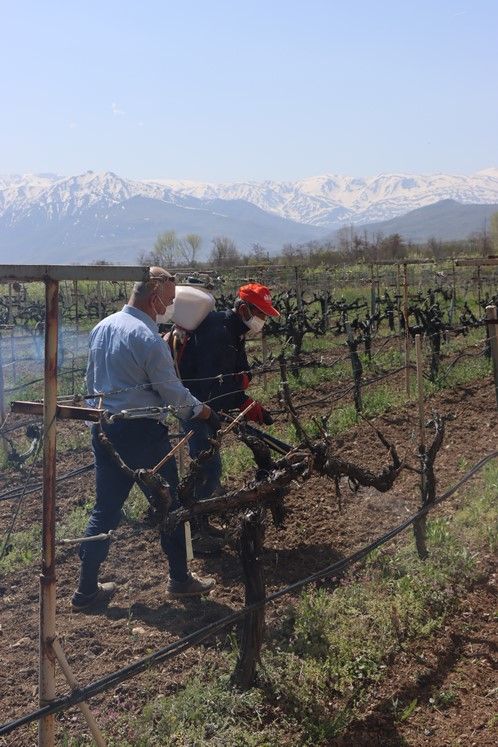 Erzincan İl Tarım ve Orman Müdürlüğü tarafından çiftçilere, bordo bulamacı