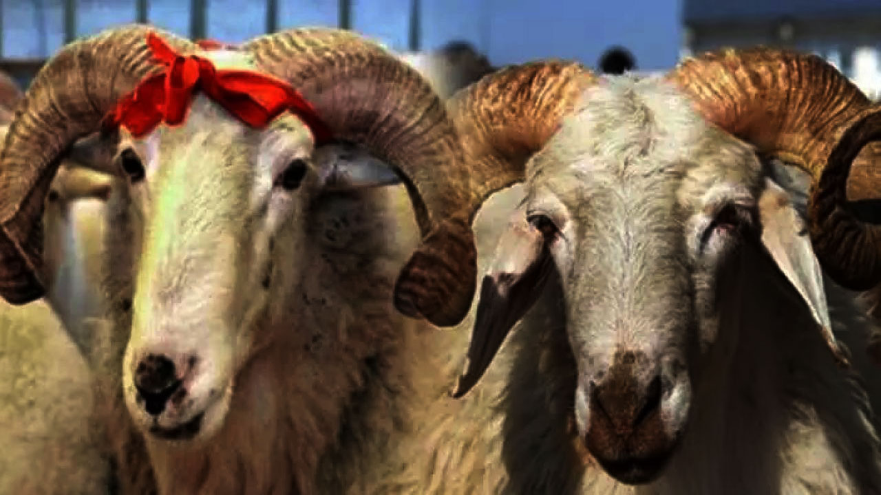 2024 Kurbanlık Koyun Fiyatlarına 15 Mayıs Balansı Fiyatlar Yenilendi