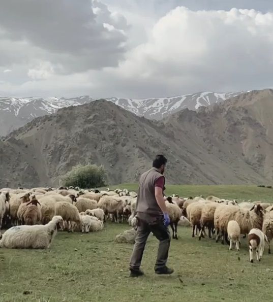 Erzincan’da veteriner hekimler hayvanların