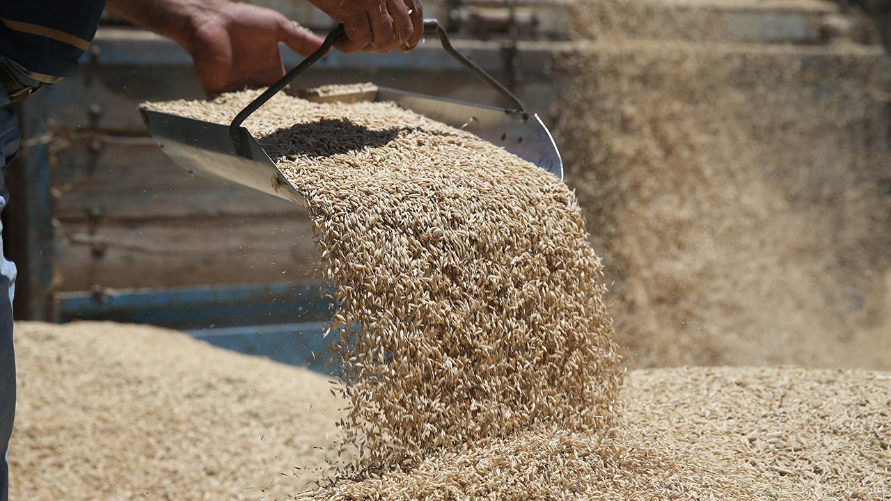 TMO buğday, arpa alım fiyatlarını açıkladı mı? Ne kadar olacak 2024. İşte son dakika bilgileri