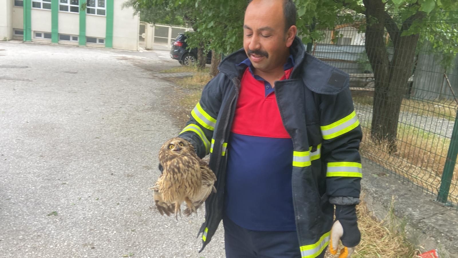 Erzincan’da tellere sıkışan  baykuş kurtarıldı
