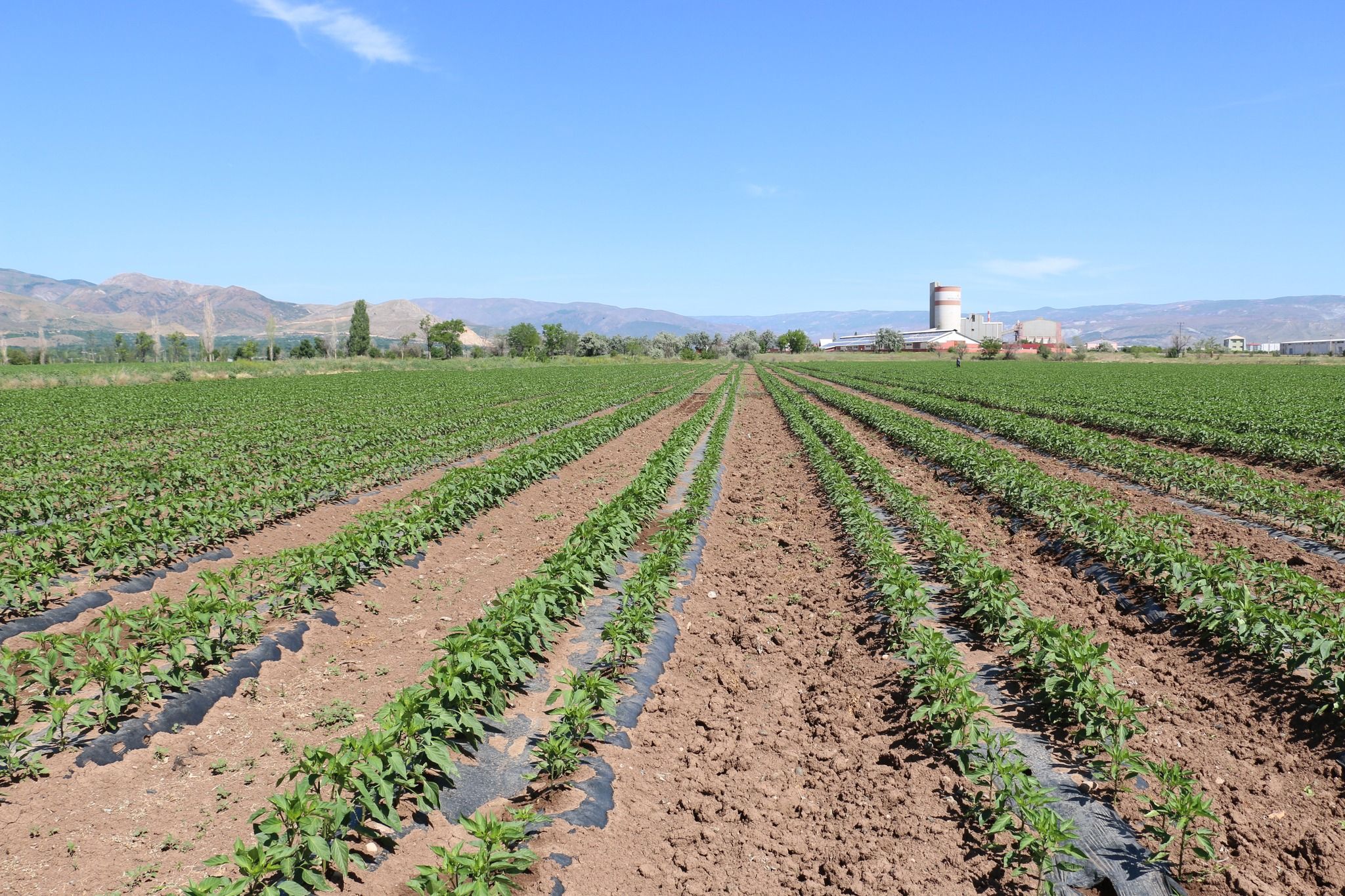 Erzincan bölge için sebze üretmeye devam ediyor