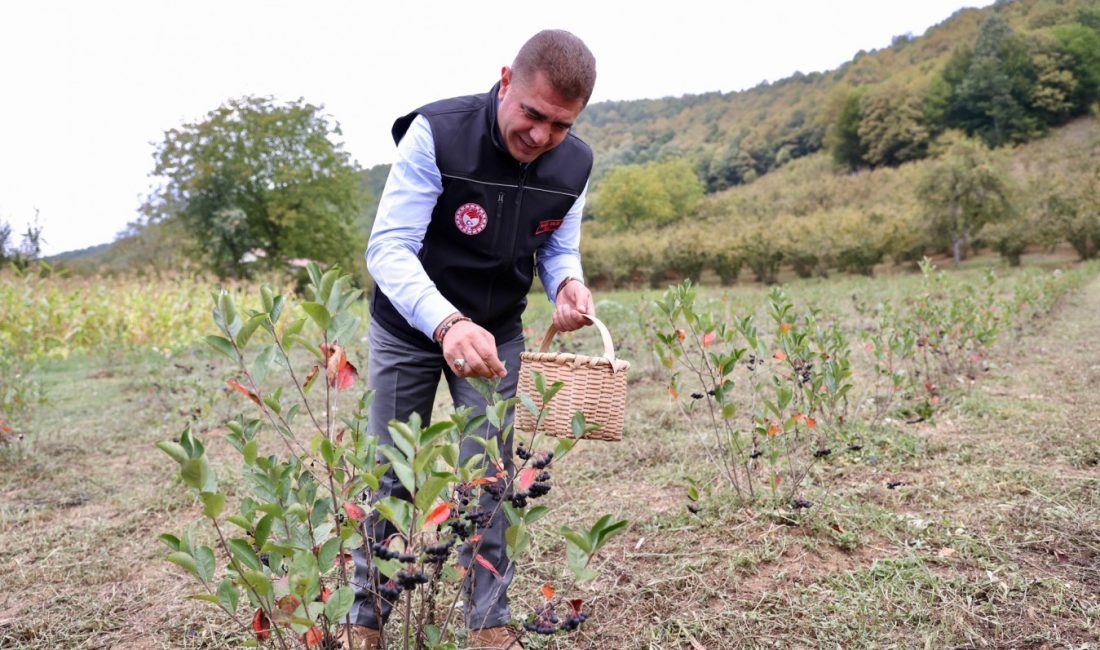   Düzce Valisi