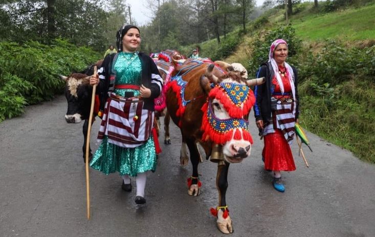   Karadeniz yaylalarında besicilerin geri dönüş yolculuğu başladı.. 