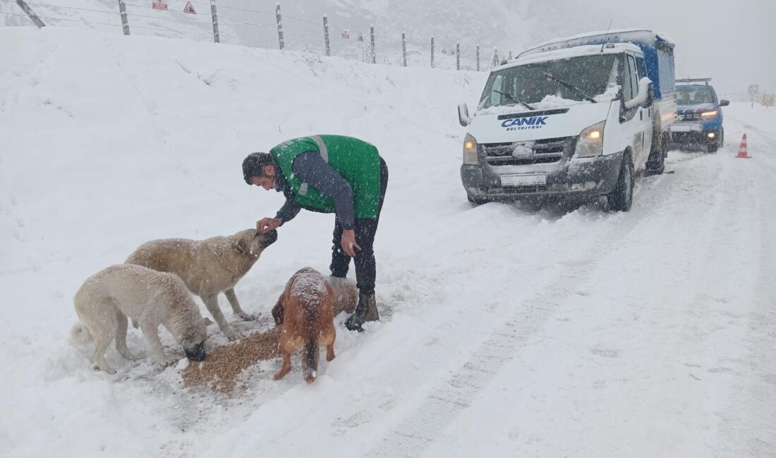 SAMSUN-BHA Canik Belediyesi, kar yağışının ve soğuk havanın etkili olduğu