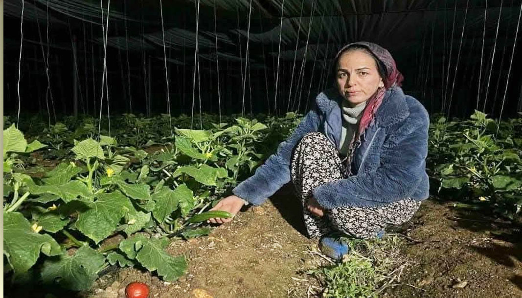 ANTALYA-BHA Antalya’nın Aksu ilçesinin Kurşunlu Mahallesi’nde salatalık üreticiliği yapan Songül